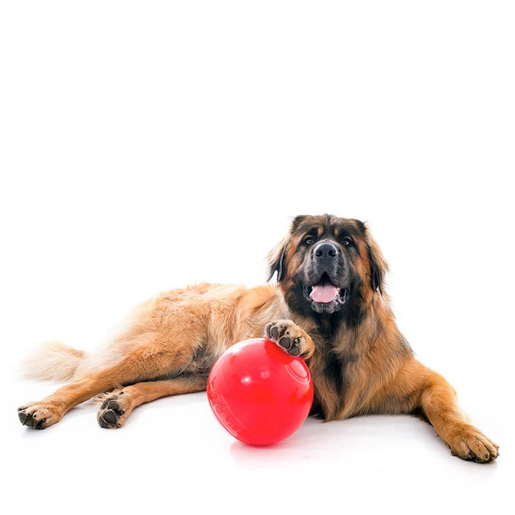 Aussie Dog Enduro Ball Large